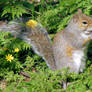 Cute squirrel 12