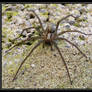 The Giant house spider 3