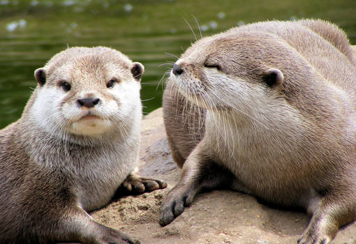 Curious Otters