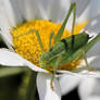 Bush cricket