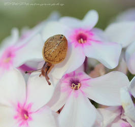 Snails love beauty to