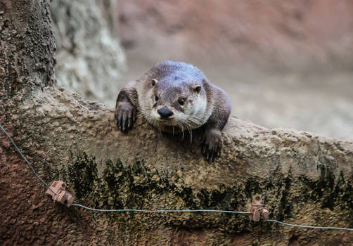 The curious Otter