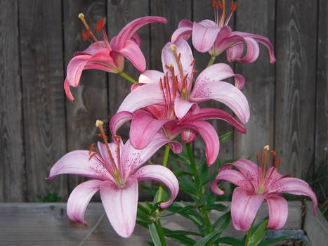 lovely lillies 02