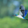 Kingfisher On Flight