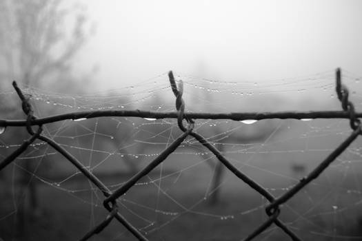 Wire Wide Web