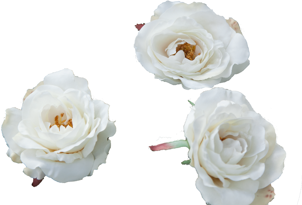 Cream rose stock #2 by melinahollway on DeviantArt