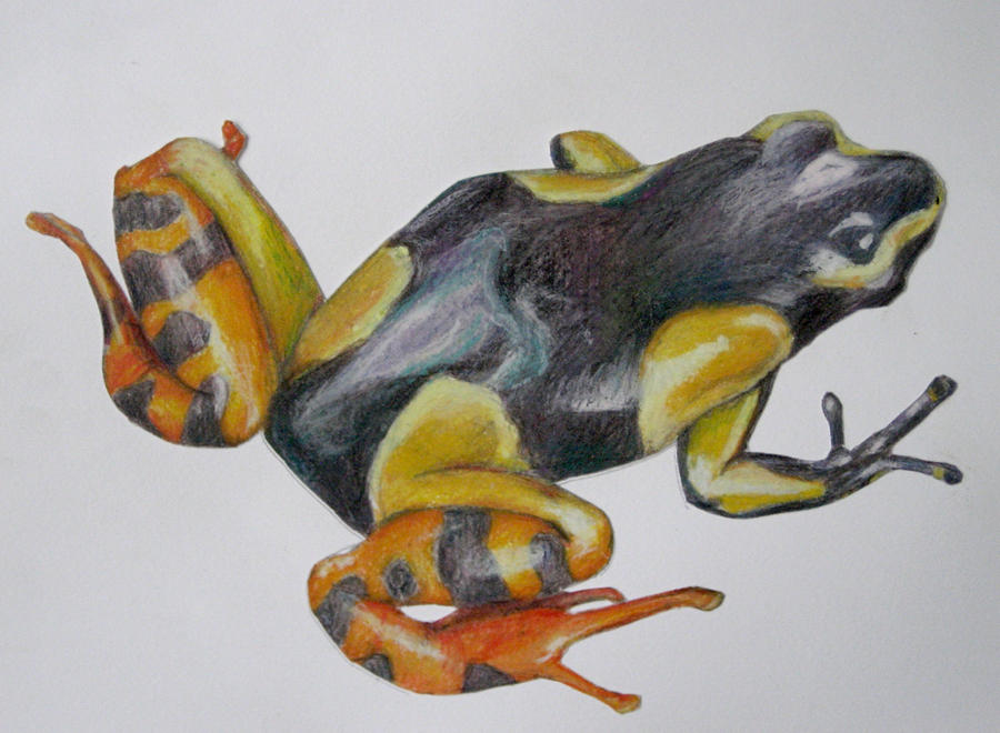 Fancy Frog by WardenofDemons on DeviantArt