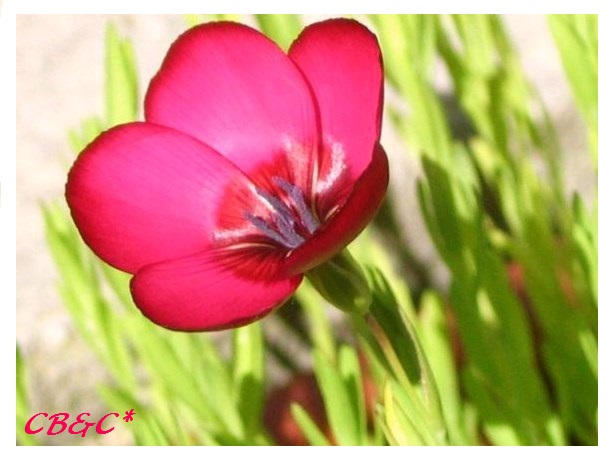 FLEUR DE LIN by CarminaBC on DeviantArt