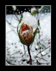 Winter Rose