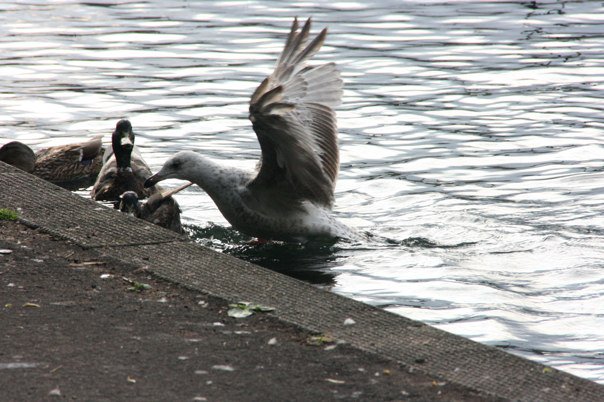 Seagulls