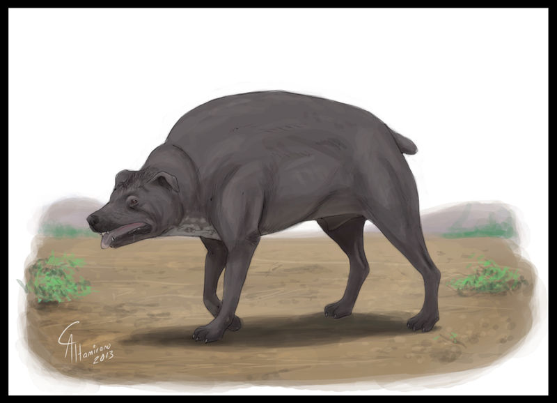 Itzcuintlipotzotli - tajemniczy, bezwłosy, garbaty pies o krótkich przednich łapach Itzcuintlipotzotli - tajemniczy, bezwłosy, garbaty pies o krótkich przednich łapach