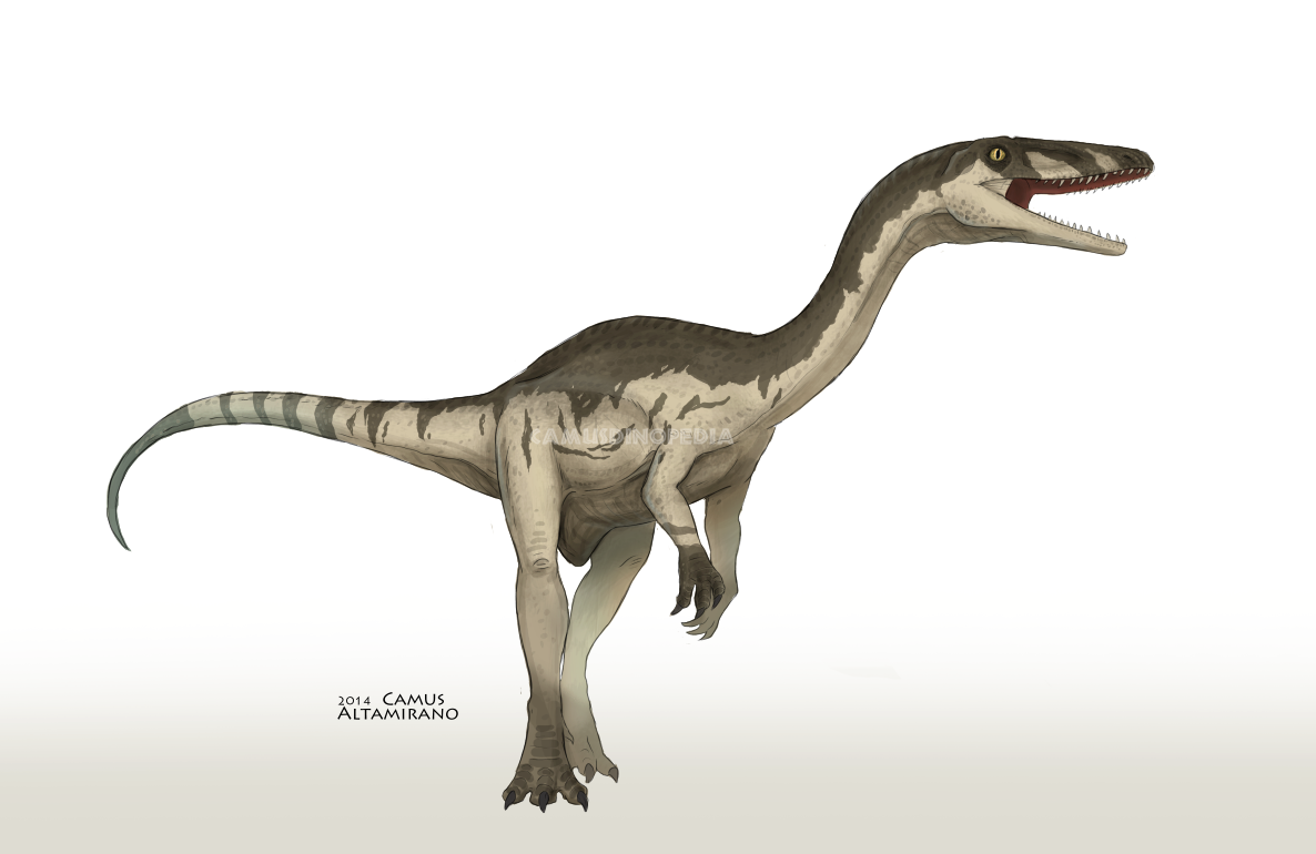 Artist's reconstruction of Coelophysis