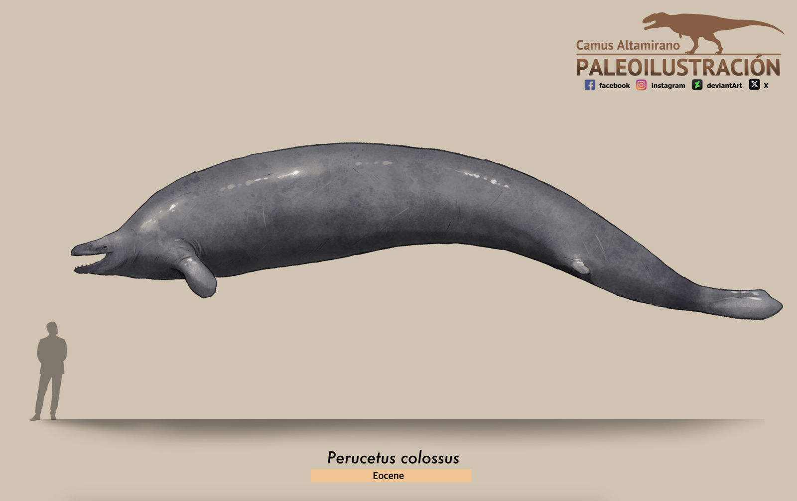Perucetus Perucetus colossus by CamusAltamirano on DeviantArt