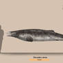 Dorudon atrox