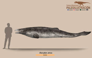 Dorudon atrox