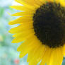 Sunflower__03