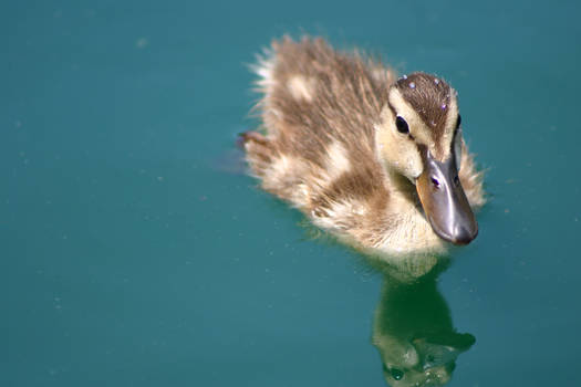 Little Duckling