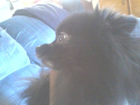 asher my pom