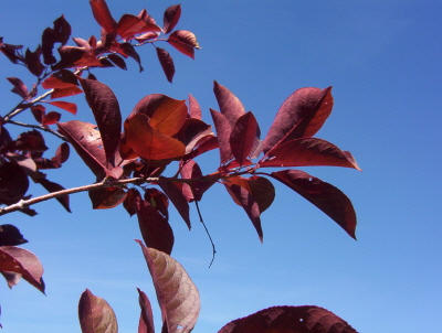 Red Leaves All Year Long