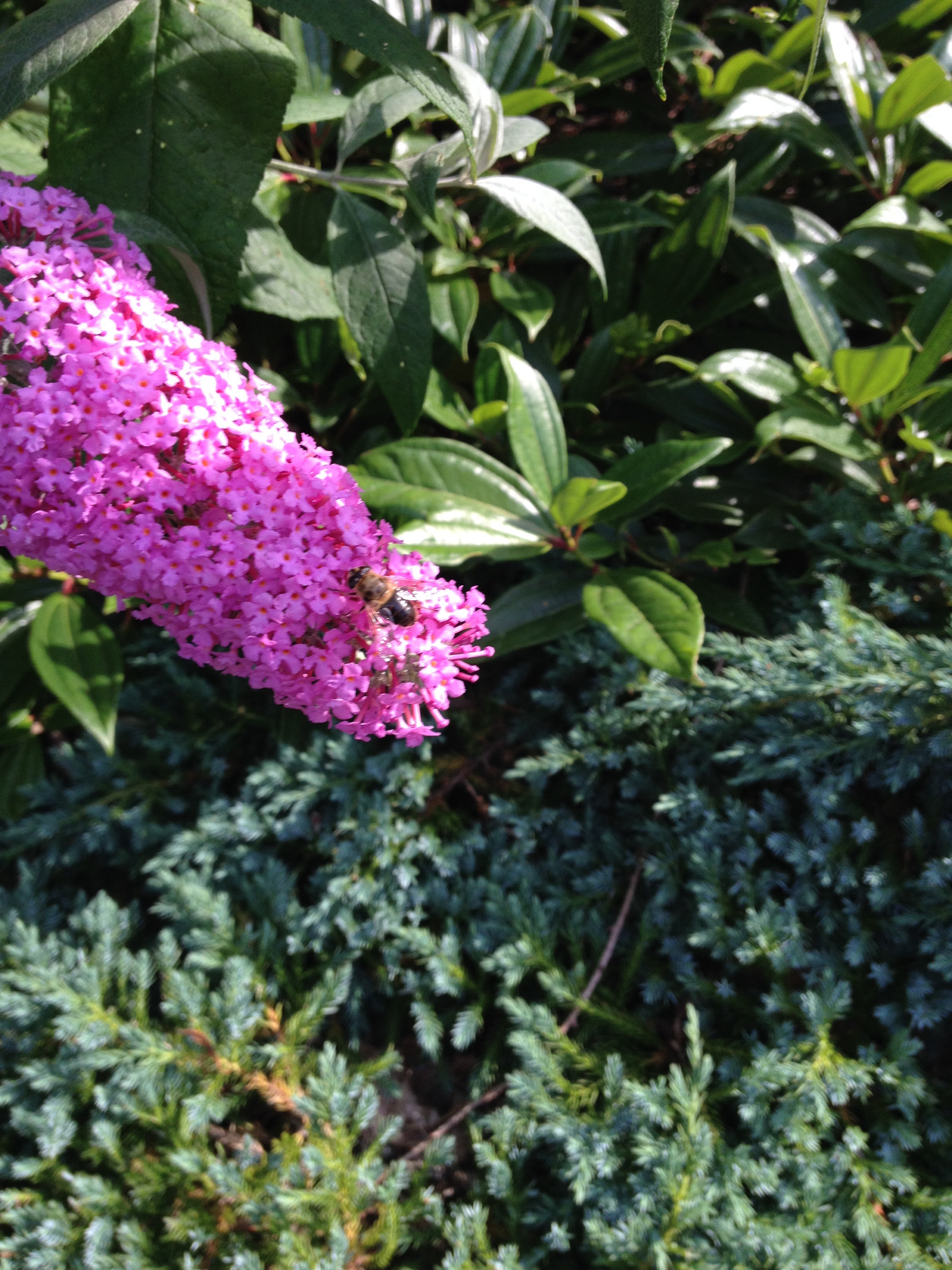 Purple flowers 3