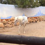 Leopard Horse 1