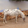 Leopard Horse