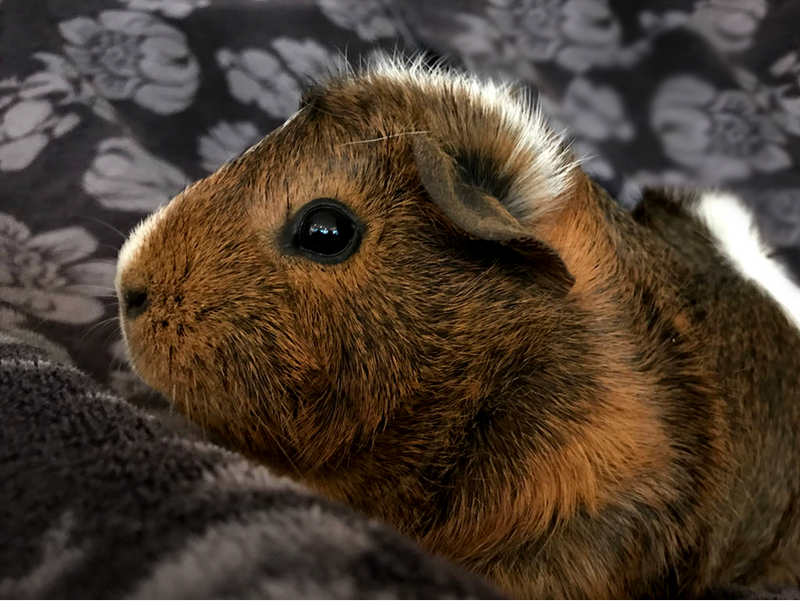 Furry Potato!