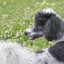 Poodle on meadow II.