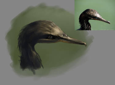 Cormoran study