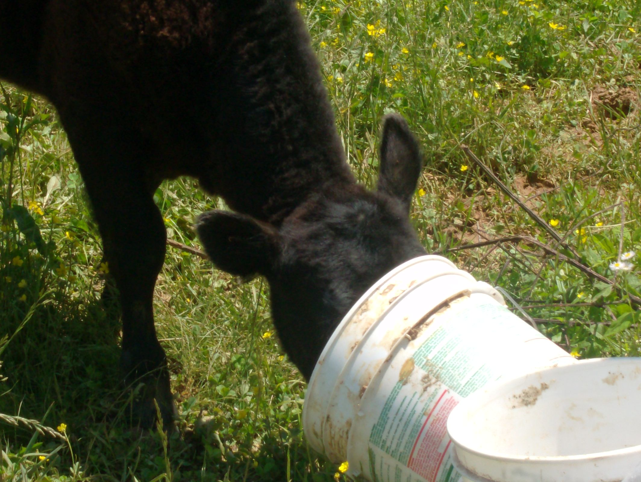 Bucket on Me Head- Cow edition