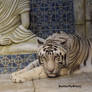 White Bengal Tiger #3