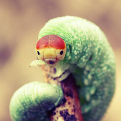 Very Happy Caterpillar