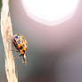 Late Ladybird