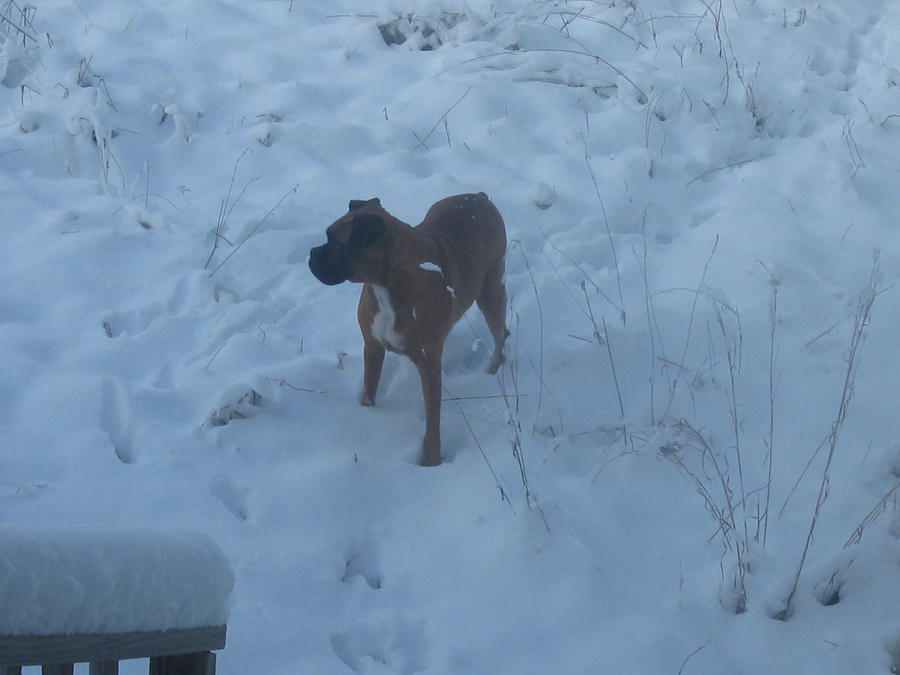 My boxer in the snow