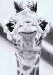 Giraffe by steyfi
