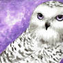 Owl1