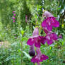 Purple Flowers