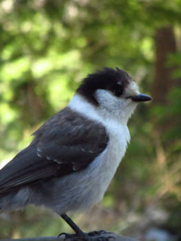 Gray Jay