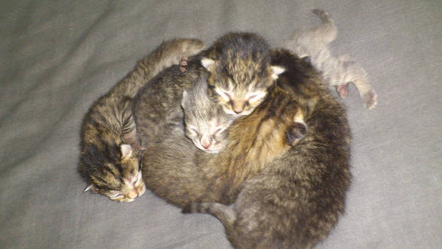 Pile of Kittens