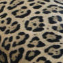 Jaguar Spots