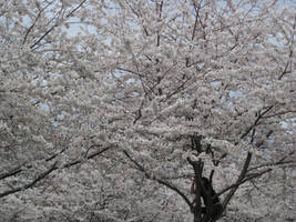 Sea of Blossoms