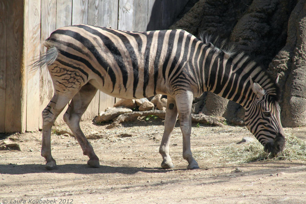 Zebra Grazing