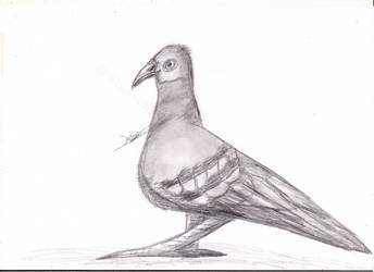 Just a Pigeon