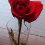 Rose 1