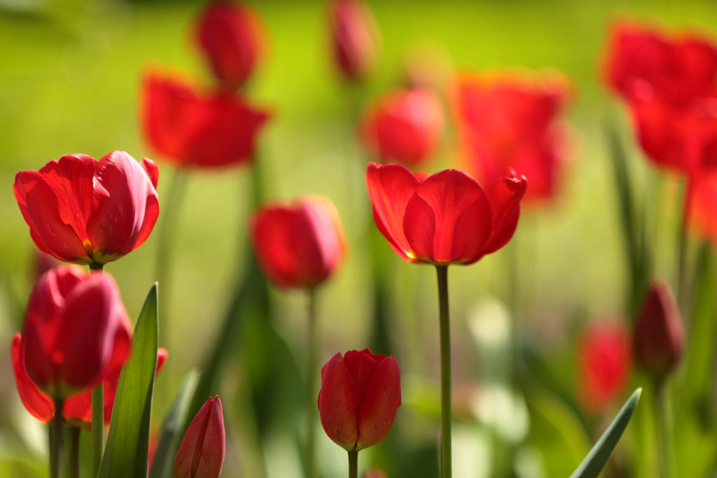 tulips