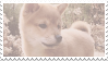 shiba inu stamp #5