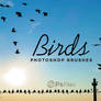 Birds Photoshop Brushes