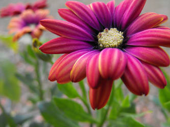 African Daisy 02