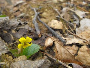 Mountain Wildflower