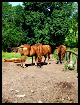 Suffolk Punch Mares